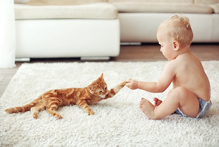 No dangerous chemicals when cleaning your carpet, rug or upholstery in Mobile. Baby plays with kitten